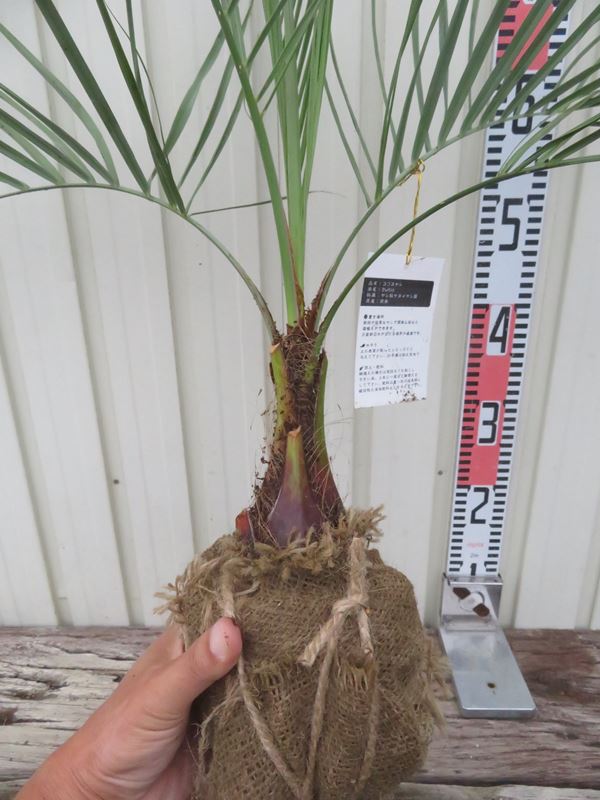 楽天市場】【現品発送】ココスヤシ 中株 苗木 W70cm×H70cm【FA