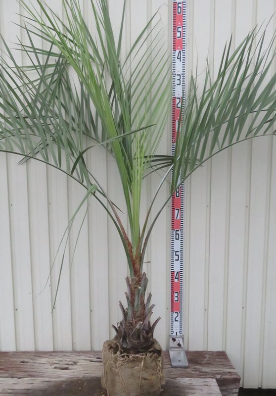 ココスヤシ中株 楽天市場】【現品発送】ココスヤシ 中株 苗木 W70cm×H70cm【FA