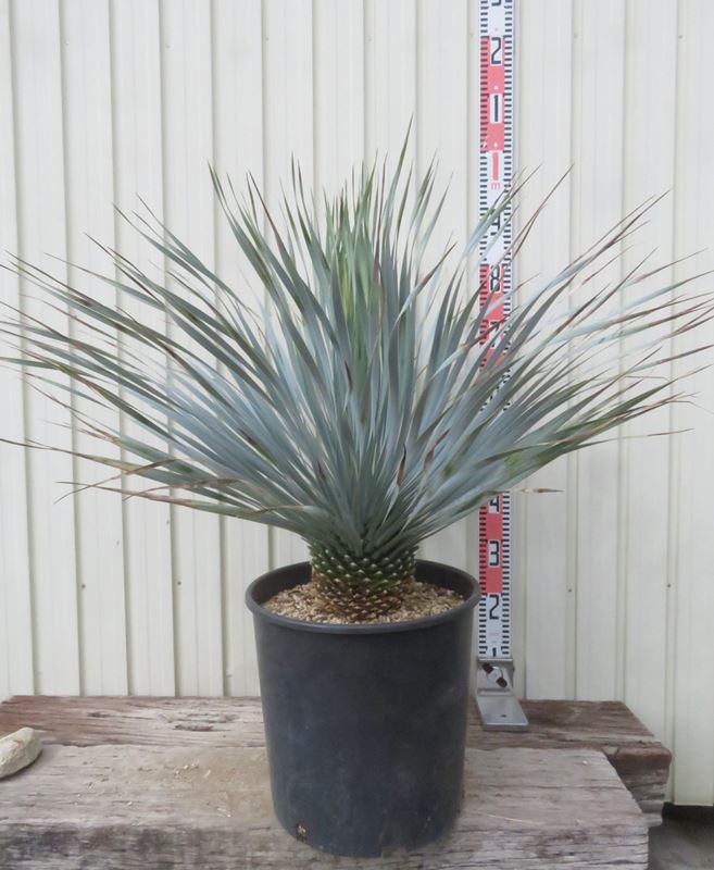 み*ん様 リギダ力【極美株】ユッカ・ロストラータ系 鉢付き 葉先80cm み*ん様 リギダ力【極美株】ユッカ・ロストラータ系 鉢付き 葉先