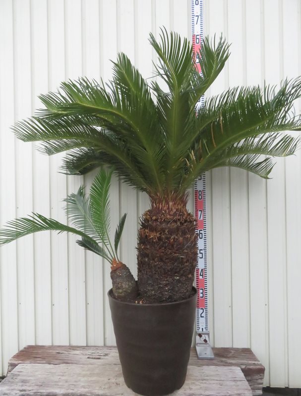 マクロザミア　ムーレイ 楽天市場】【現品発送】ソテツ マクロザミア ムーレイ 7号鉢植え