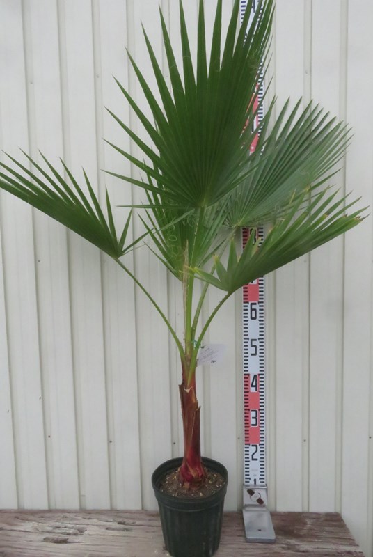 【グッチ/現品発送】ワシントンヤシ　ワシントニア　パーム グッチ/現品発送】ワシントンヤシ ワシントニア パーム 楽天市場
