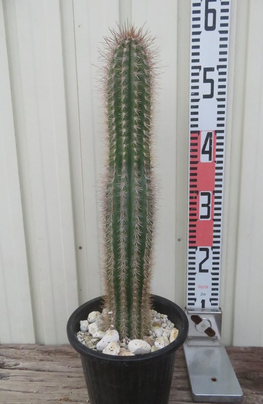 早い者勝特別価格　柱サボテン 鬼面角　5頭発根　サボテンブランチ　ウチワサボテン imgrc0077140712.jpg