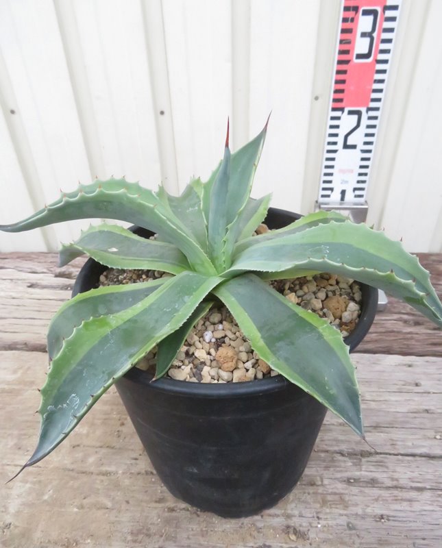 オバティフォリア　鉢植えのまま発送 オバティフォリア 鉢植えのまま発送 オバティフォリア 鉢植えの