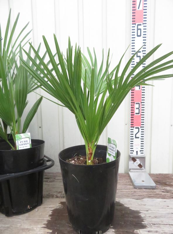 楽天市場】【現品発送】チャメロプス ボルケーノ 大株 15号