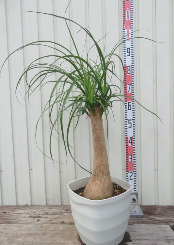 楽天市場】【現品発送】トックリラン（ポニーテール） 8号フレグラー