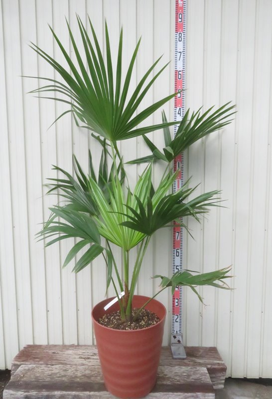トックリヤシ8号 トックリヤシ 8号 植え替え済み 130cm
