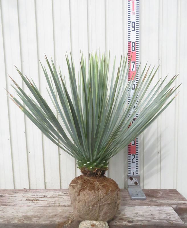 引取限定‼️　ユッカ　カルネロサーナ　鉢込み 引取限定‼️ ユッカ カルネロサーナ 鉢込み ユッカ・カルネロサーナ