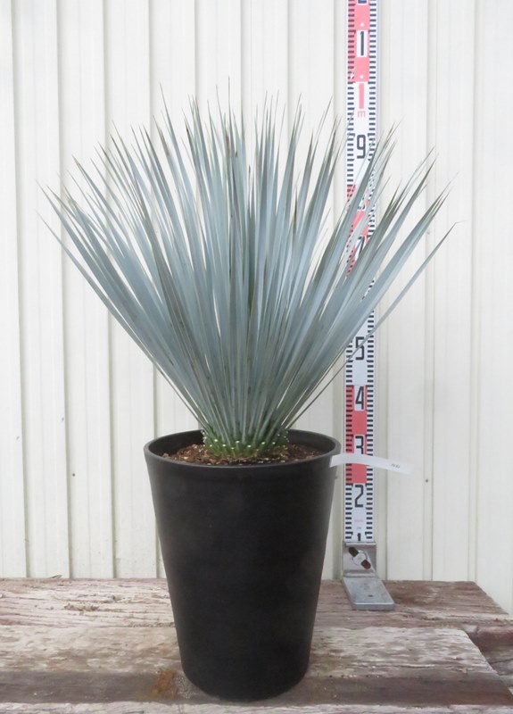 楽天市場】【現品】ユッカ ロストラータ 10号 60cm【産直】 : 千草園芸