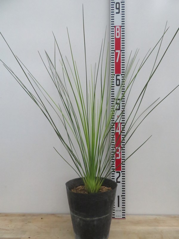 楽天市場】クサントロエア ブラックボーイ 3.5号ポット植え(h34