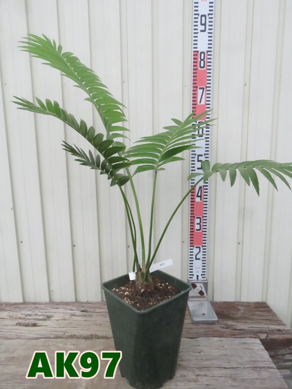 楽天市場】【現品発送】ソテツ ディオーン エデューレ 10号鉢植え