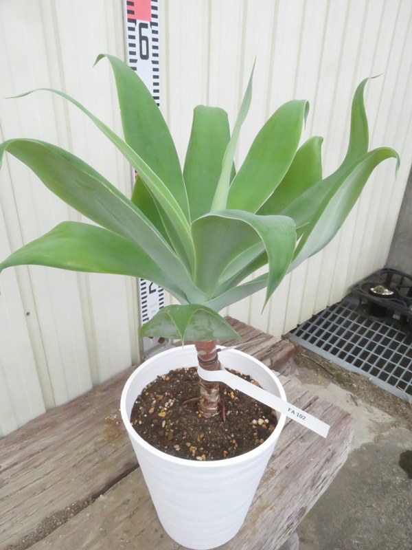 楽天市場】多肉植物 アガベ 王妃笹の雪 B型 2.5号ポット苗 : やましち