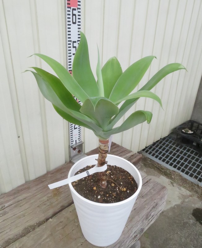 楽天市場】アガベ（アテナータ）幹上がり 10号 プラスチック鉢 約130cm