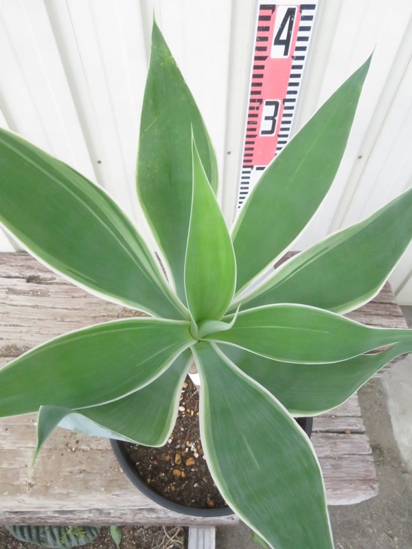 楽天市場】アガベ アテナータ カラズストライプ 7号 苗木【AK】 : 千草園芸