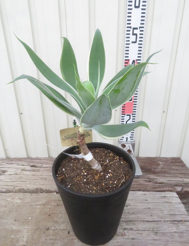 楽天市場】アガベ アテナータ カラズストライプ 7号 苗木【AK】 : 千草園芸