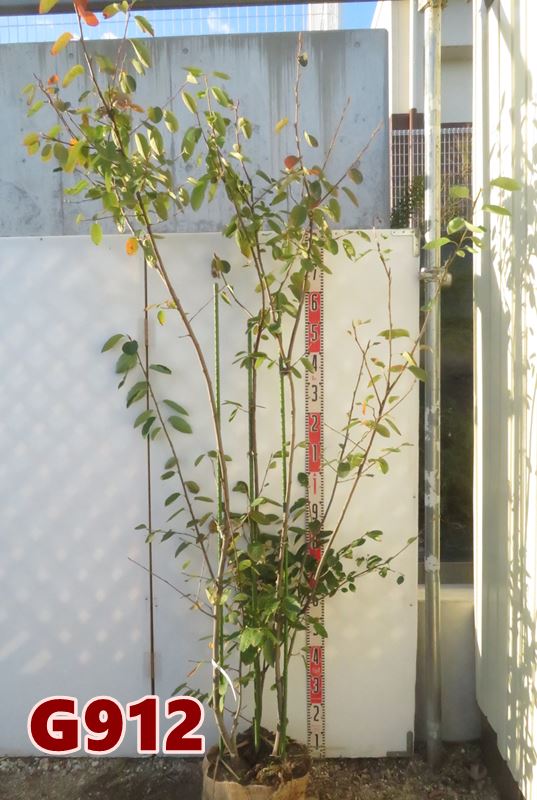 楽天市場】【現品】ジューンベリー 株立ち 苗木 樹高2.1m K711 : 千草園芸