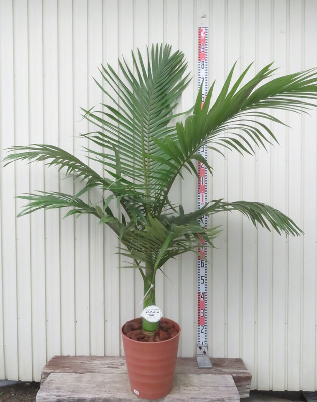 ココスヤシ中株 楽天市場】【根巻き】ココスヤシ 中株 苗木【V】 : 千草園芸