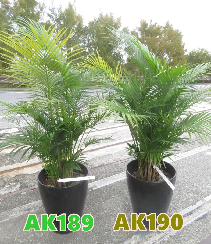 楽天市場】ナツメヤシ 7号鉢 : 四国ガーデン楽天市場支店