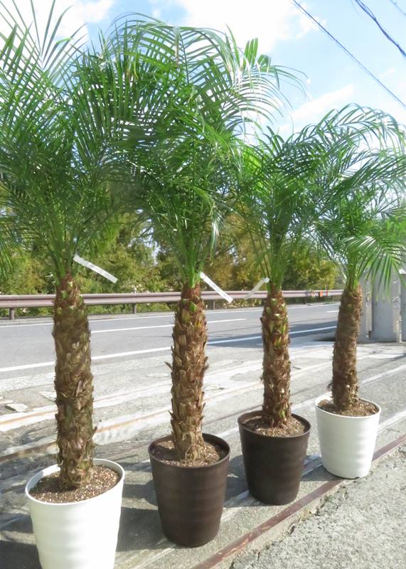 楽天市場】【選べる現品発送】フェニックス ロベレニー 9号フレグラー