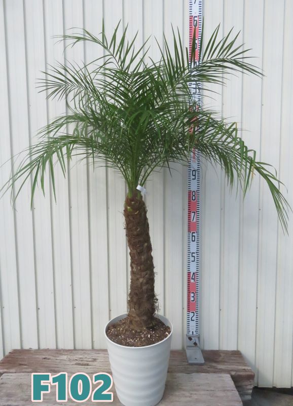 楽天市場】ワシントンヤシ(ワシントニア) 苗木 6号 : 千草園芸