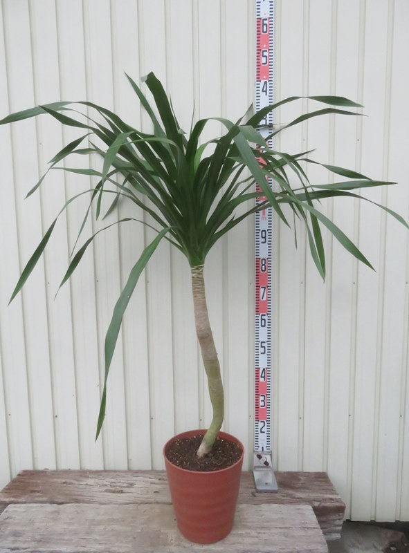 ドラセナ・ニオイシュロラン 1本立 根巻き済み 高さ約2.0m シンボルツリー Amazon | ニオイシュロラン ドラセナ 樹高190㎝前後 リゾート庭木 | 植木