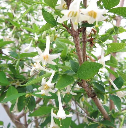 楽天市場 秋以降の発送予定 現品 白花鶯神楽 シロバナウグイスカグラ 株立ち 苗木 1m 3101 千草園芸