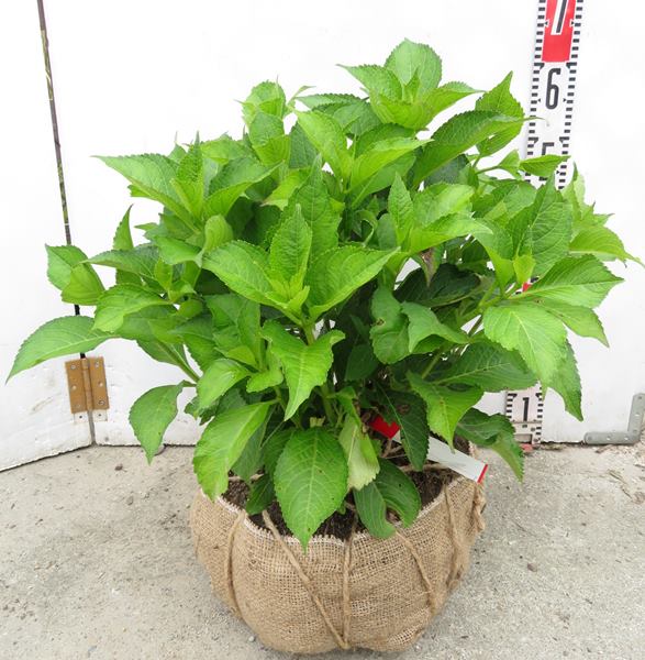 現品 路地管理苗 アジサイ 紫陽花 あじさい カルメン 根巻き株 花芽無し 6562 Vmaphotographystudios Com