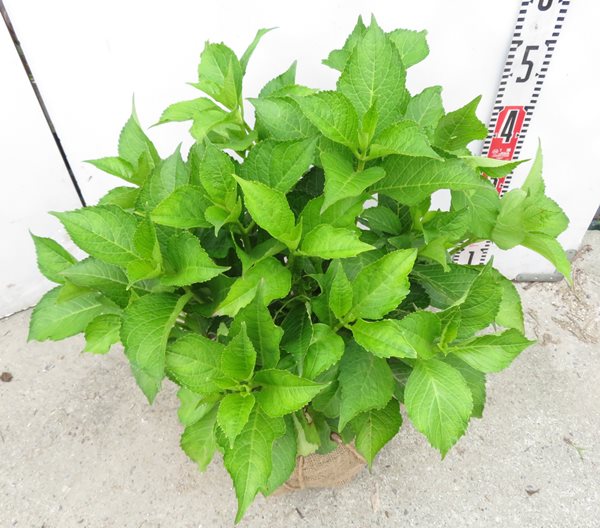 現品 路地管理苗 アジサイ 紫陽花 あじさい カルメン 根巻き株 花芽無し 6562 Vmaphotographystudios Com