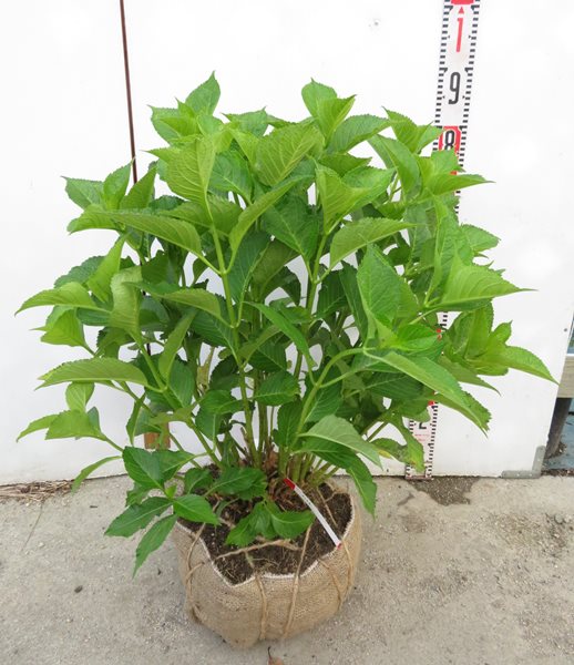 現品 路地管理苗 アジサイ 紫陽花 アジサイ レッドbブルー 花なし 根巻き苗 6146 Butlerchimneys Com