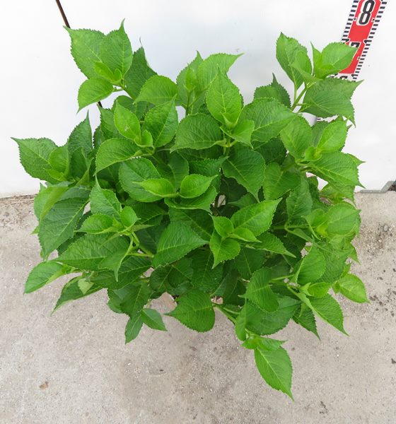 現品 路地管理苗 アジサイ 紫陽花 アジサイ レッドbブルー 花なし 根巻き苗 6146 Butlerchimneys Com