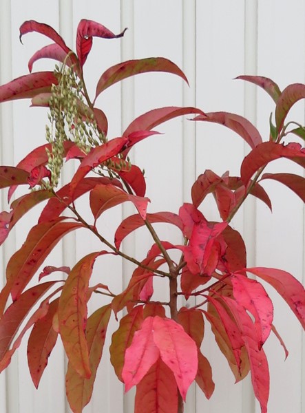 楽天市場】【選べる現品発送】スズランノキ（すずらんの木）苗木 8号