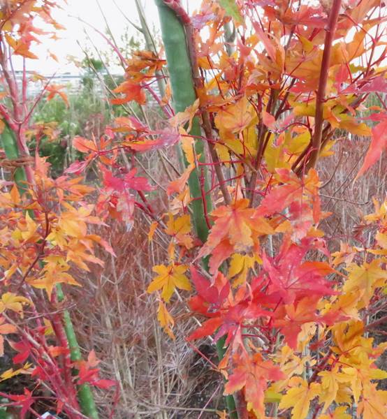 【現品】サンゴカクモミジ　(珊瑚閣紅葉)　苗木　樹高1.5m～