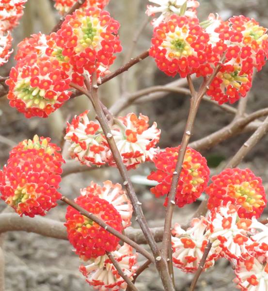 楽天市場】アカバナミツマタ（赤花三又） 苗木 樹高40cm : 千草園芸