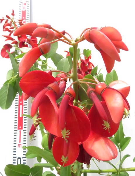 楽天市場】【現品発送】サンゴシトウ（珊瑚紫豆） 8号鉢植え 幹太 苗木