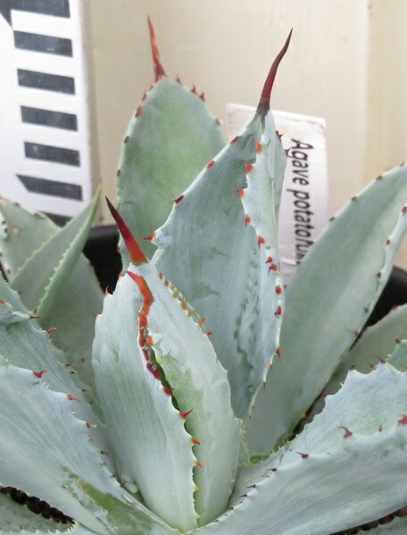 楽天市場】【現品発送】ユッカ ケロタリエンシスsp 10号鉢植え 楽天市場】【現品発送】ユッカ ケロタリエンシスsp 10号鉢植え