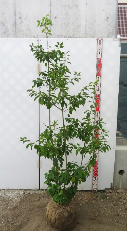 ◆ソヨゴ◆常緑樹◆複数株立◆根巻◆雌株◆① greenx2_00255