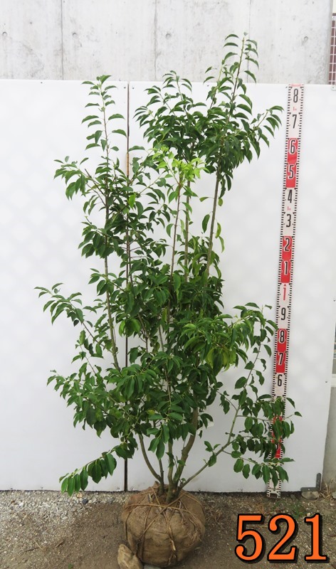 ソヨゴ/（メス）株立ち【現品発送】管理70312 楽天市場】【現品発送】ソヨゴ 雌株 株立ち 樹高2.0-2.3m(根鉢