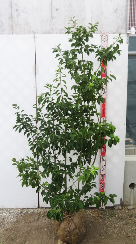 楽天市場】【現品】ソヨゴ 株立ち 雌株(メス株) 樹高1.8m U528