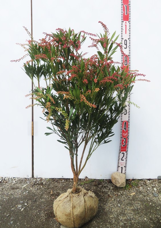 楽天市場】小品盆栽：紅花馬酔木 あせび（瀬戸焼深鉢） *【2022