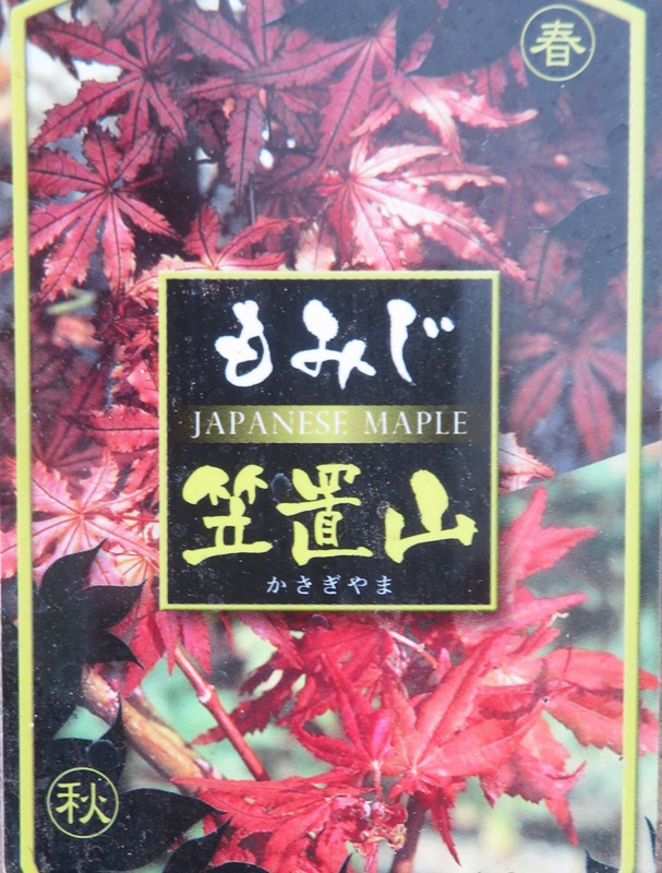 楽天市場】【現品】モミジ アンバーゴースト 苗木 7号鉢植え 50667