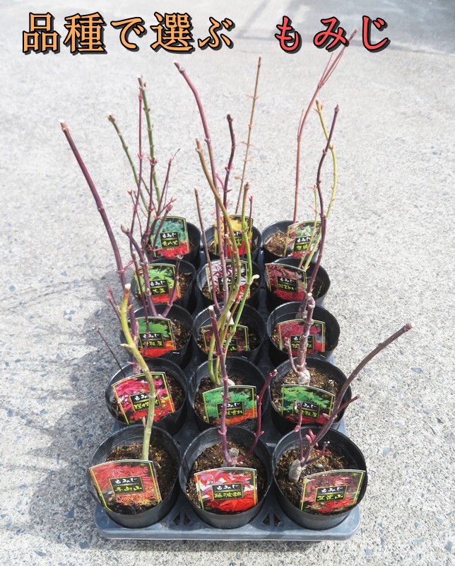 楽天市場】【選べる現品発送】ノムラモミジ(野村紅葉) 苗木 樹高