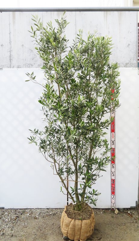 楽天市場】【現品】オリーブの木 J5(ジェイファイブ) 苗木 樹高