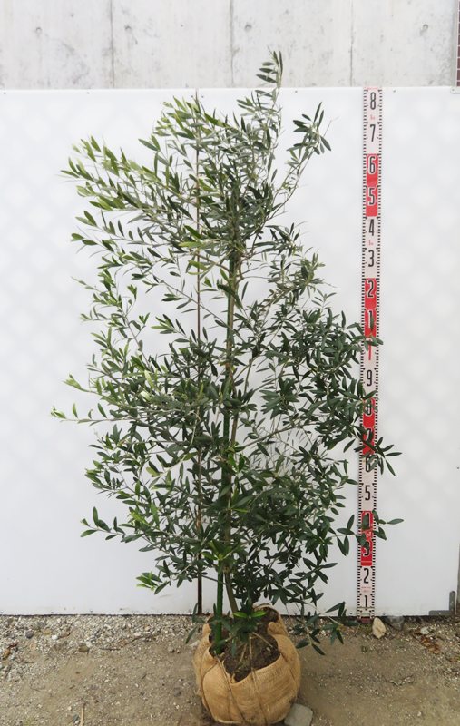 楽天市場】【現品発送】オリーブの木 アルベキナ（アルベキーナ）苗木