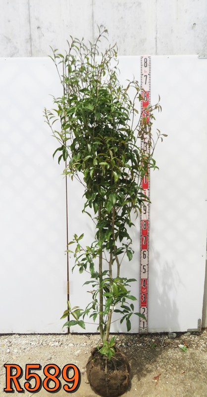 楽天市場】紅花キンモクセイ フレグランスレッド 苗木 樹高90cm : 千草園芸