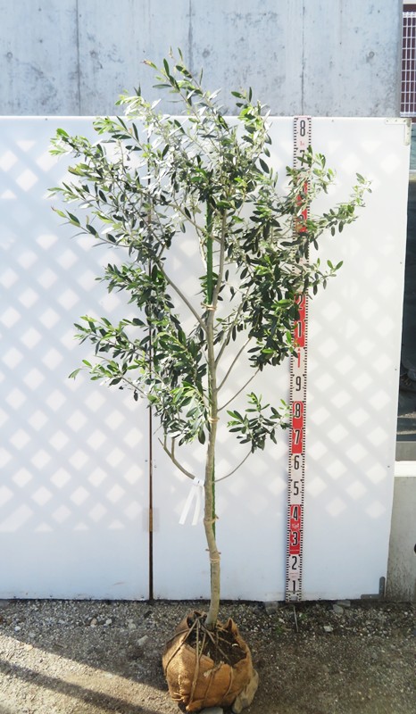 オリーブの木　ホジブランコ　10号　約160cm　NO.611　人気　現品掲載 ホジブランコ Sサイズ 約100cm NO.10427 オリーブの木 - 株式