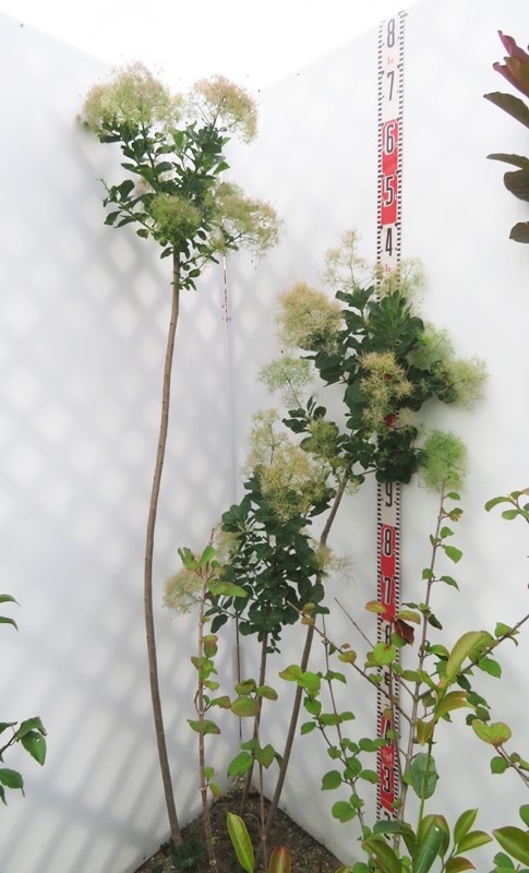 スモークツリー♡ホワイトファー　鉢上約110センチ スモークツリー♡ホワイトファー 鉢上約110センチ