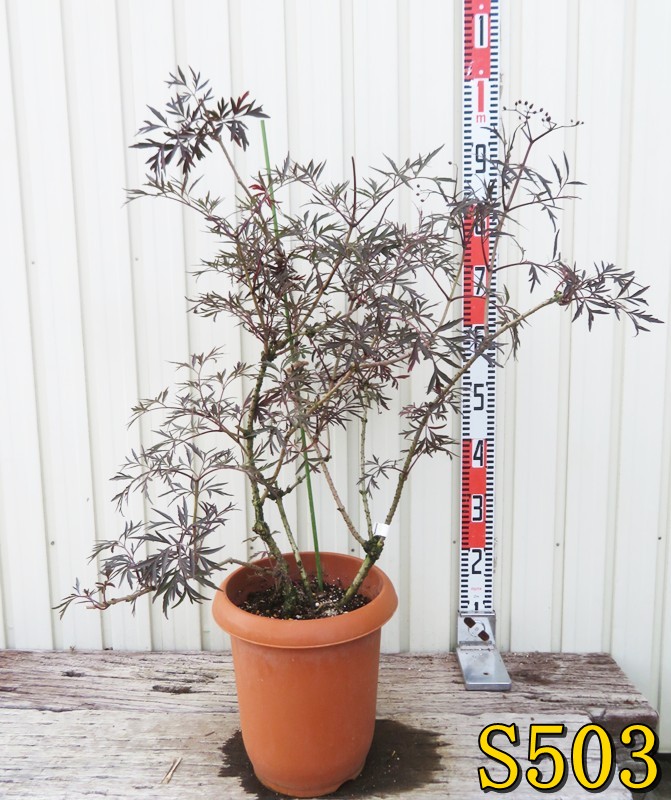 楽天市場】サンブカス ブラックレース 5号 西洋ニワトコ シェード