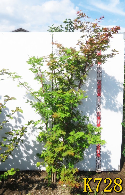 楽天市場】【現品】イロハモミジ 株立ち 大株 樹高2.1m 苗木