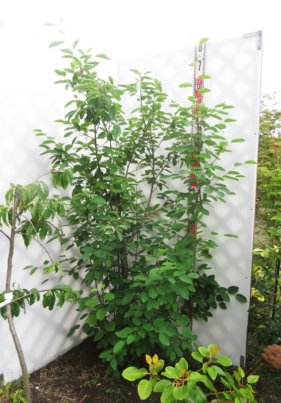 楽天市場】【現品】ジューンベリー 株立ち 特大 苗木 樹高1.9m