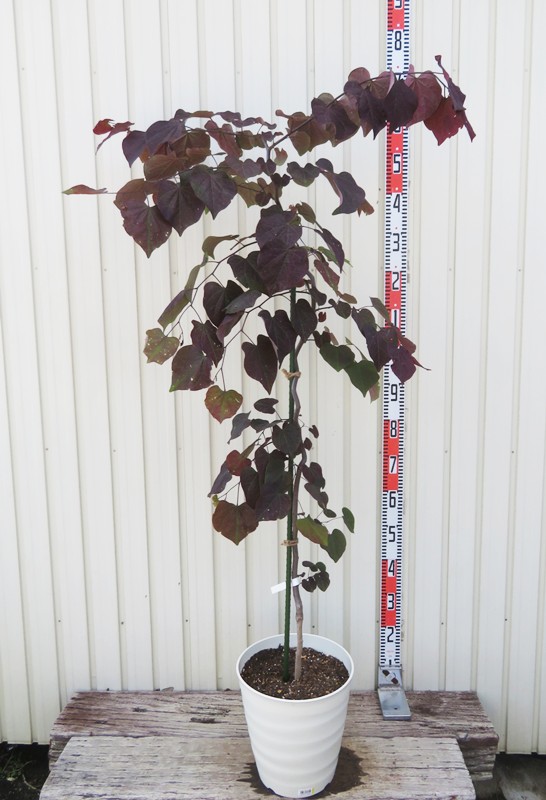 希少✨アメリカハナズオウ 【ルビーフォールズ】現品発送 希少✨アメリカハナズオウ 【ルビーフォールズ】現品発送 - メルカリ