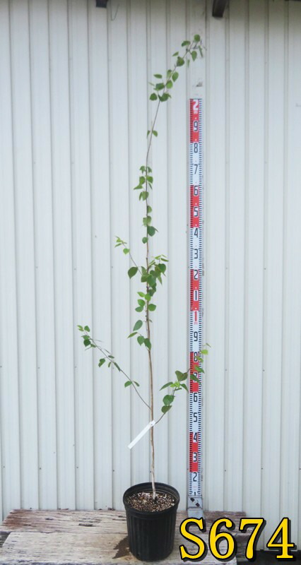 白樺の鉢植え　No.29　樹高111cm　送料込 白樺の鉢植え No.29 樹高111cm 送料込